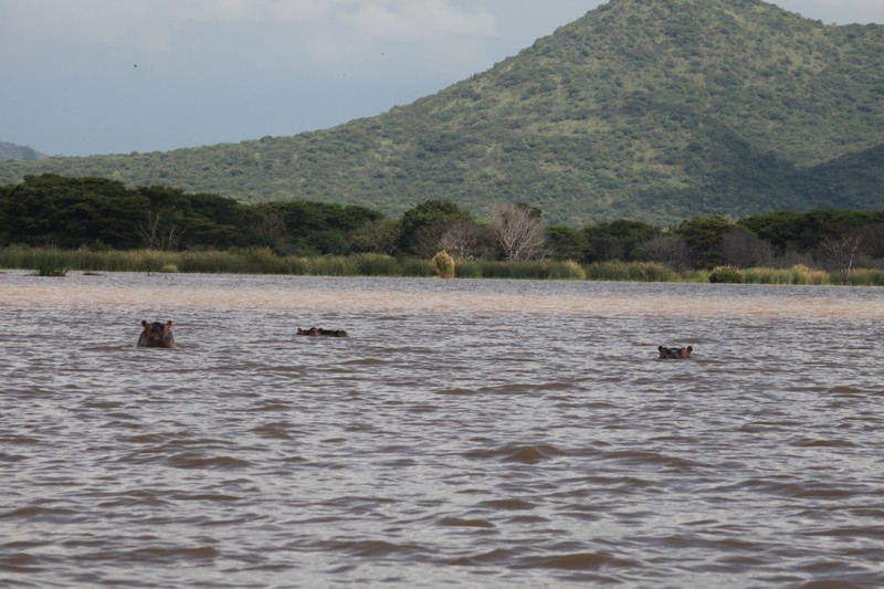 hippo, chamo gölü